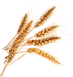 author-one-img-shape